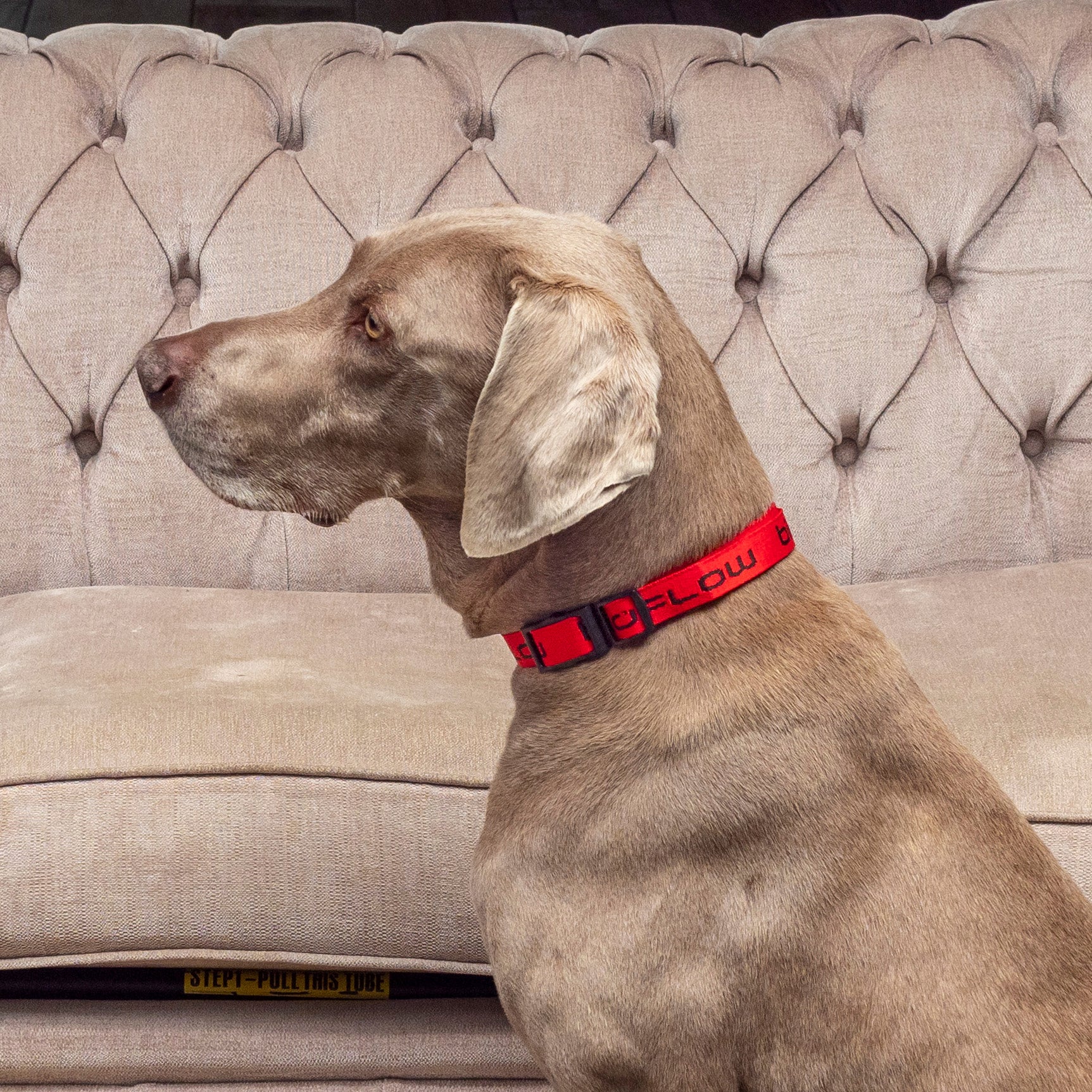 Dog Collar Red Bioflow AU